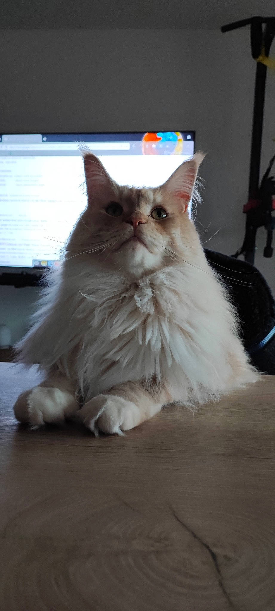 Peanut participe au concours pour gagner de l'argent avec cette photo : carnivore, cat, claw, comfort, fawn, felidae, flooring, fur, hardwood, paw, room, sitting, small_to_medium_sized_cats, snout, tail, whiskers, window, wood