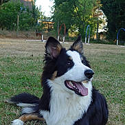Ando participe au concours pour gagner de l'argent avec cette photo : dog, border_collie, black_and_white, fluffy, long_hair, pointed_ears, open_mouth, tongue, sitting, lying_down, happy, outdoor, grass, park, agility_equipment, trees, garden, house, portrait, pet
