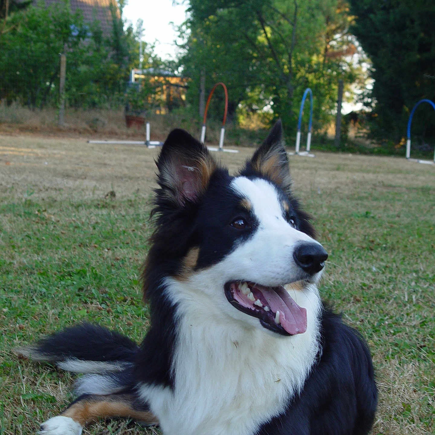 Ando participe au concours pour gagner de l'argent avec cette photo : dog, border_collie, black_and_white, fluffy, long_hair, pointed_ears, open_mouth, tongue, sitting, lying_down, happy, outdoor, grass, park, agility_equipment, trees, garden, house, portrait, pet