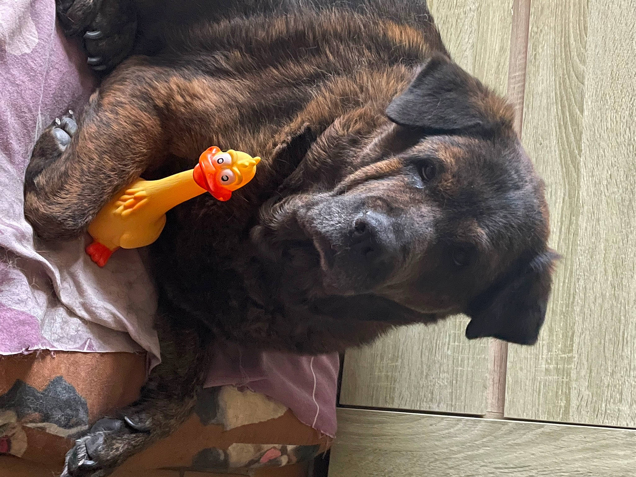 Calie a rejoint le concours — aidez-le/la à gagner de superbes lots ! canidae, carnivore, claw, collar, comfort, companion_dog, dog, dog_breed, ear, fawn, fur, gesture, liver, natural_material, snout, sporting_group, tail, terrestrial_animal, working_animal, wrinkle