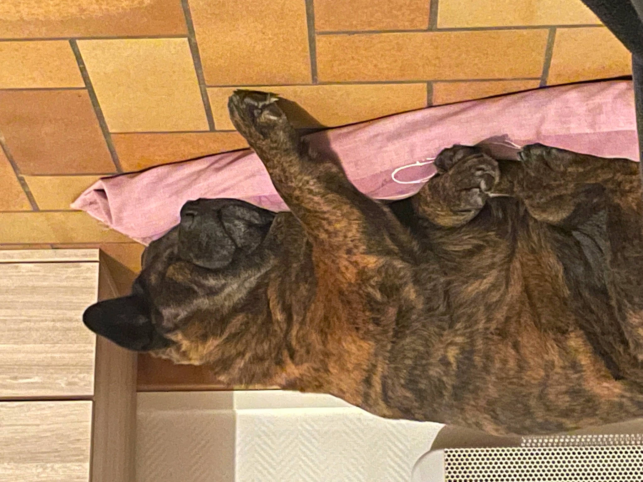 Calie participe au concours pour gagner de l'argent avec cette photo : art, canidae, carnivore, dog_breed, dress, fawn, felidae, flooring, fur, gesture, liver, magenta, natural_material, small_to_medium_sized_cats, snout, sporting_group, tail, wing, wood, working_animal