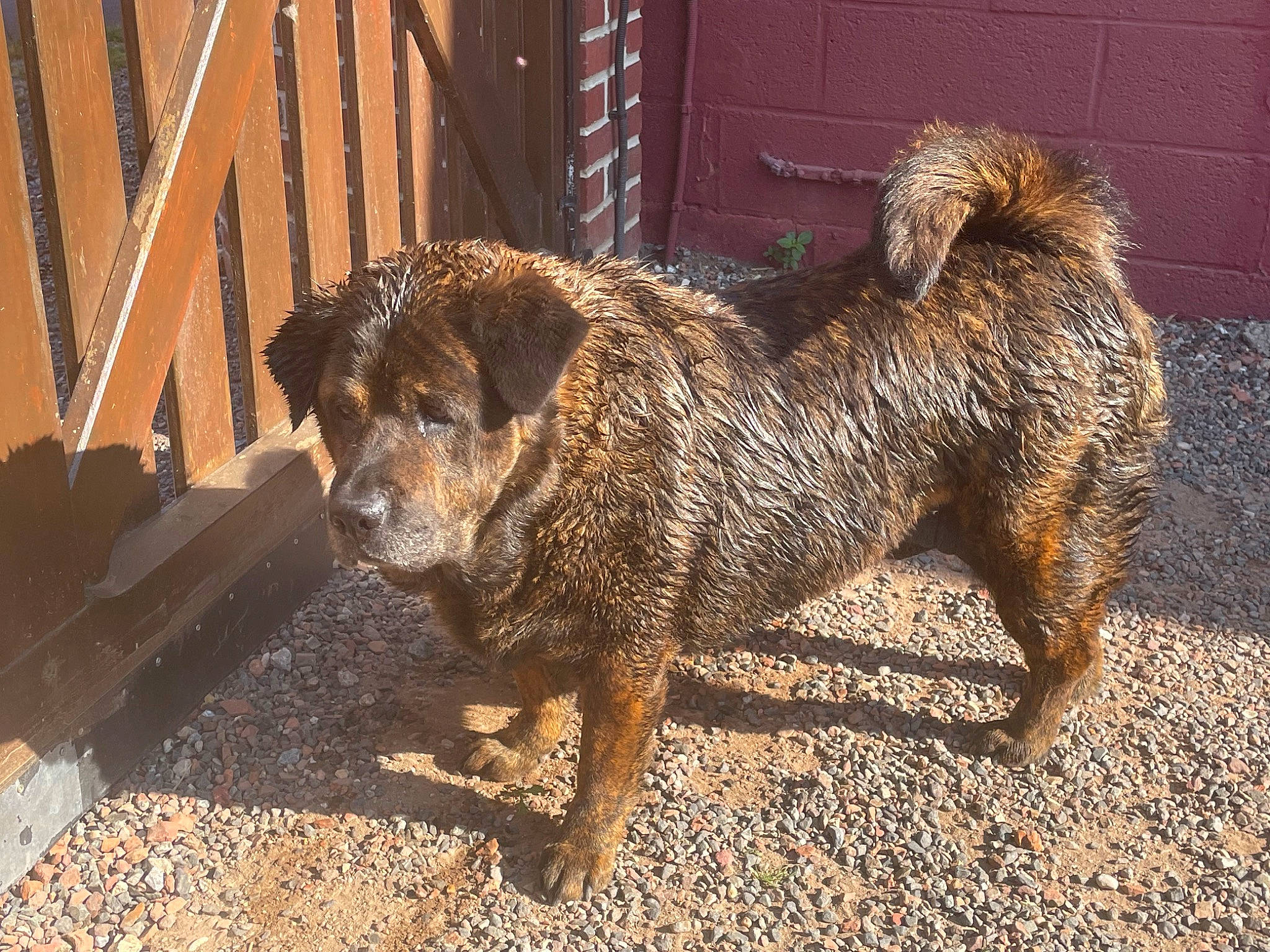 Calie a rejoint le concours — aidez-le/la à gagner de superbes lots ! boar, carnivore, claw, companion_dog, dog, dog_breed, felidae, fence, fur, livestock, road_surface, snout, soil, street_dog, suidae, tail, terrestrial_animal, terrier, wood, working_animal