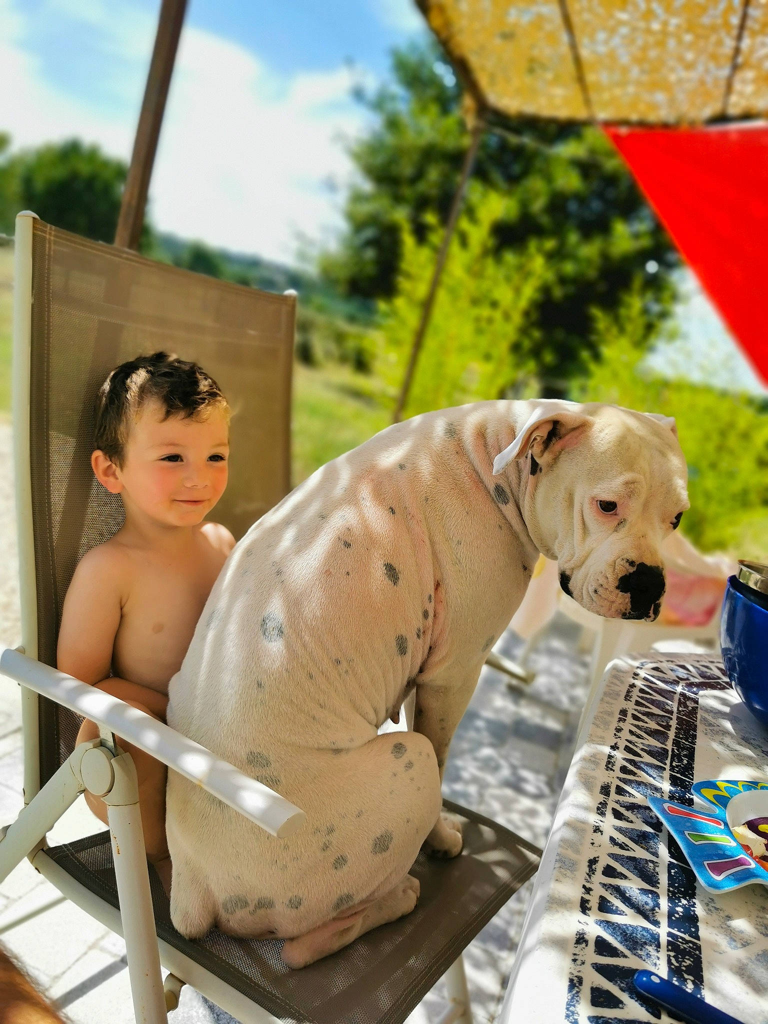 Thiméo a rejoint le concours — aidez-le/la à gagner de superbes lots ! barechested, blue, carnivore, chest, child, collar, companion_dog, dog, dog_breed, dog_collar, fawn, joy, leash, leisure, navel, person, sitting, sky, snout, sporting_group