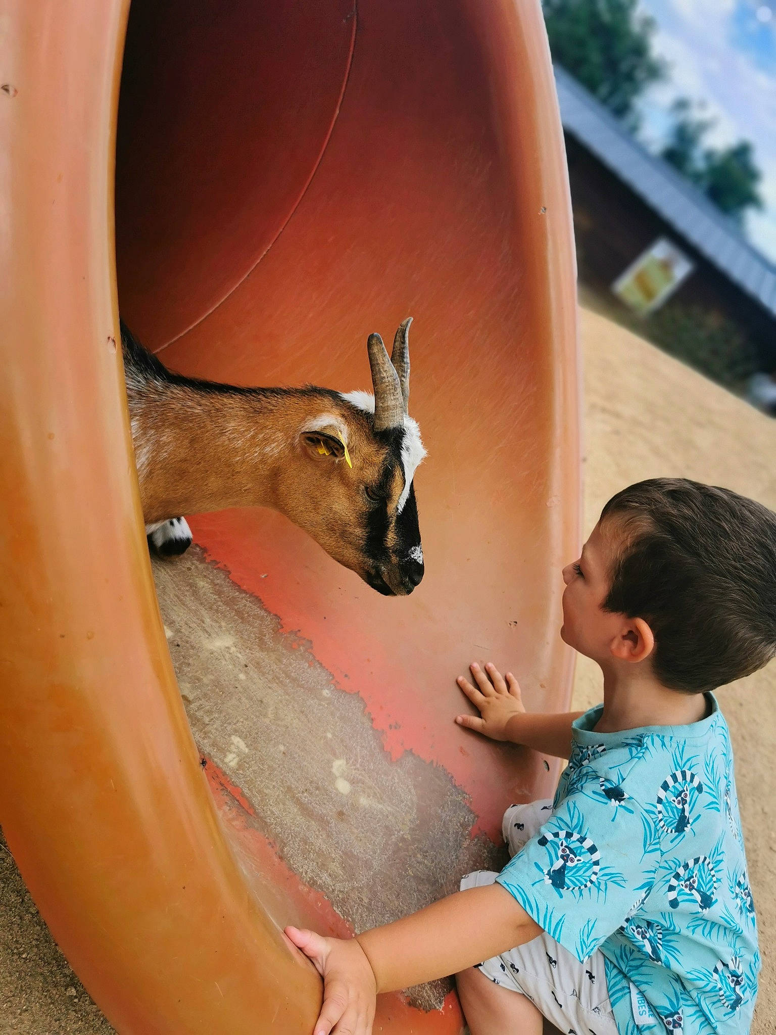 Thiméo a rejoint le concours — aidez-le/la à gagner de superbes lots ! antelope, baby, child, deer, fawn, fun, goat_antelope, goats, happy, horn, human_leg, landscape, leisure, person, recreation, sitting, t_shirt, terrestrial_animal, toddler, travel