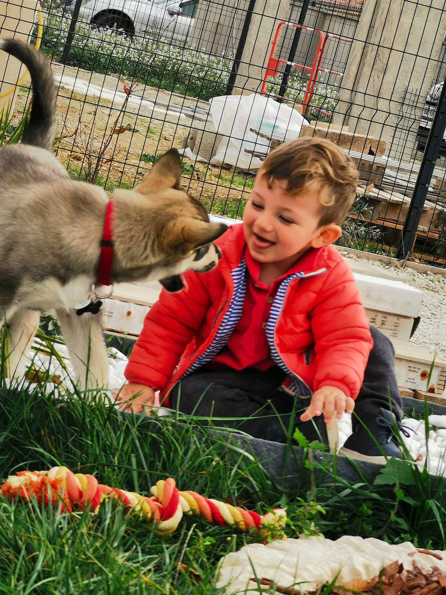 Thiméo a rejoint le concours — aidez-le/la à gagner de superbes lots ! botany, carnivore, collar, companion_dog, dog_breed, event, fawn, felidae, fence, food, grass, jacket, joy, natural_foods, person, plant, small_to_medium_sized_cats, smile, tie, vegetable