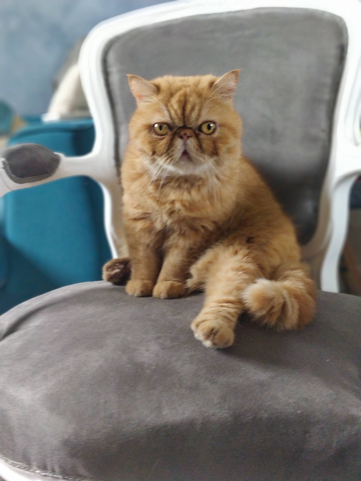 Melchior a rejoint le concours — aidez-le/la à gagner de superbes lots ! asian, british_longhair, british_semi_longhair, british_shorthair, carnivore, cat, domestic_long_haired_cat, eye, fawn, felidae, kitten, mammal, norwegian_forest_cat, paw, persian, small_to_medium_sized_cats, tabby_cat, vertebrate, whiskers