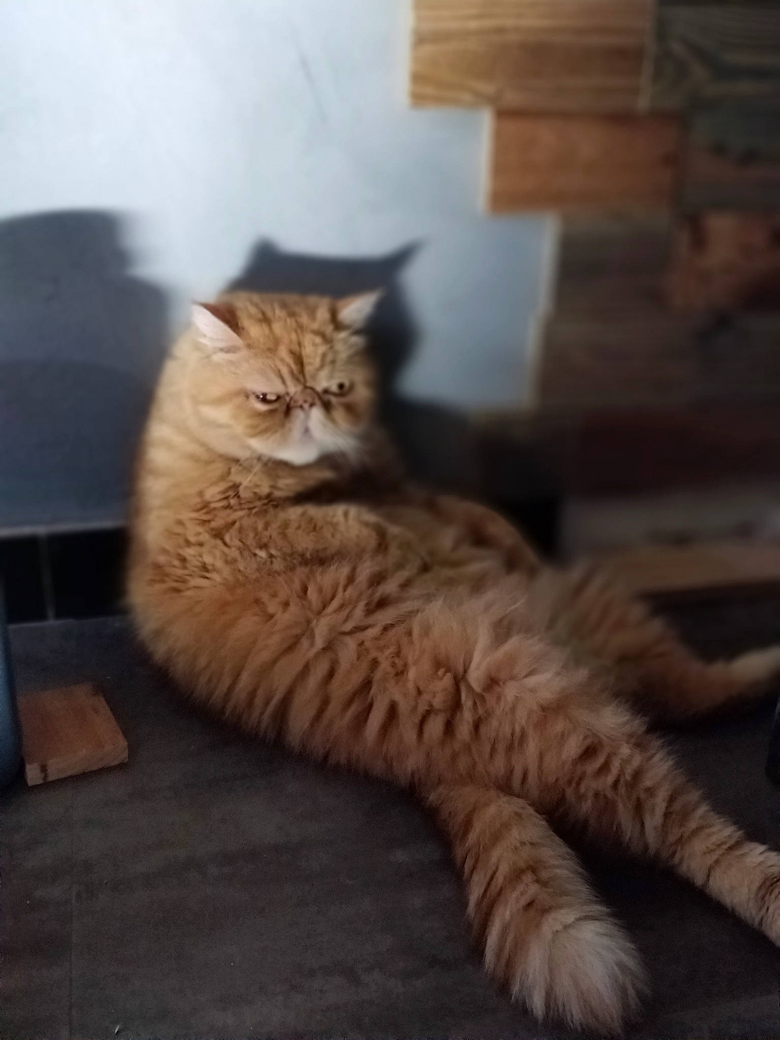 Melchior participe au concours pour gagner de l'argent avec cette photo : aegean_cat, asian, british_semi_longhair, carnivore, cat, domestic_long_haired_cat, domestic_short_haired_cat, european_shorthair, fawn, felidae, fur, kitten, maine_coon, mammal, norwegian_forest_cat, siberian, small_to_medium_sized_cats, tabby_cat, vertebrate, whiskers