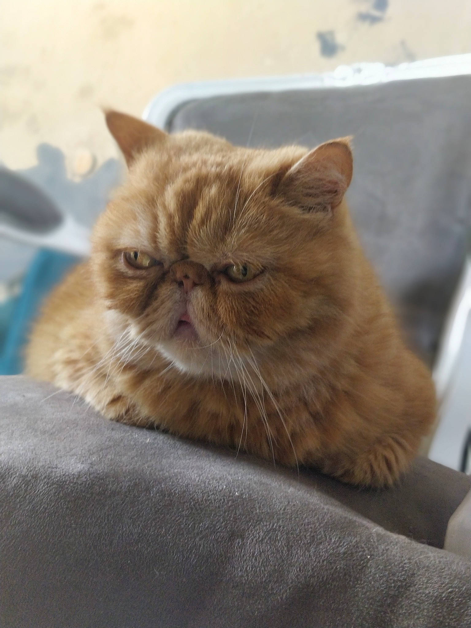 Melchior a rejoint le concours — aidez-le/la à gagner de superbes lots ! asian, british_longhair, british_semi_longhair, british_shorthair, carnivore, cat, domestic_short_haired_cat, eye, fawn, felidae, kitten, mammal, persian, small_to_medium_sized_cats, snout, tabby_cat, vertebrate, whiskers