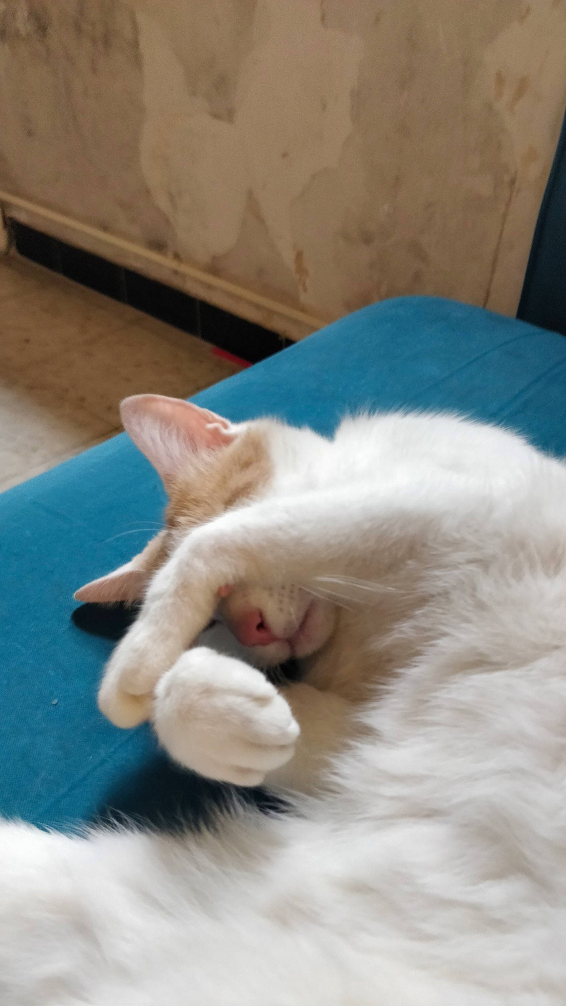 Moffy participe au concours pour gagner de l'argent avec cette photo : burmilla, carnivore, cat, colorpoint_shorthair, ear, felidae, fur, khao_manee, nap, nose, paw, sleep, small_to_medium_sized_cats, turkish_angora, turkish_van, whiskers