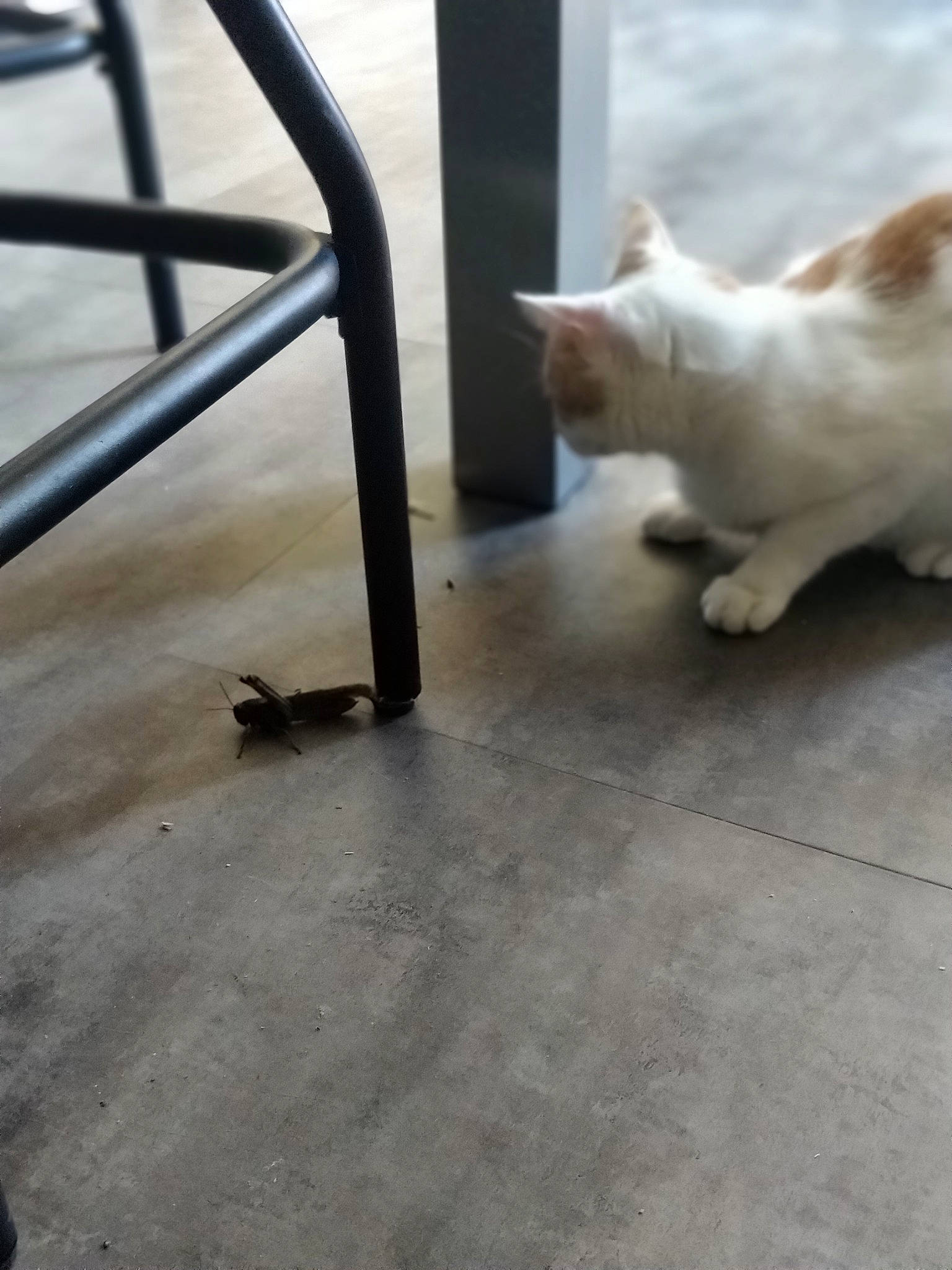 Moffy a rejoint le concours — aidez-le/la à gagner de superbes lots ! aegean_cat, canidae, carnivore, cat, dog_breed, fawn, felidae, floor, flooring, hardwood, kitten, paw, small_to_medium_sized_cats, tail, whiskers, wood