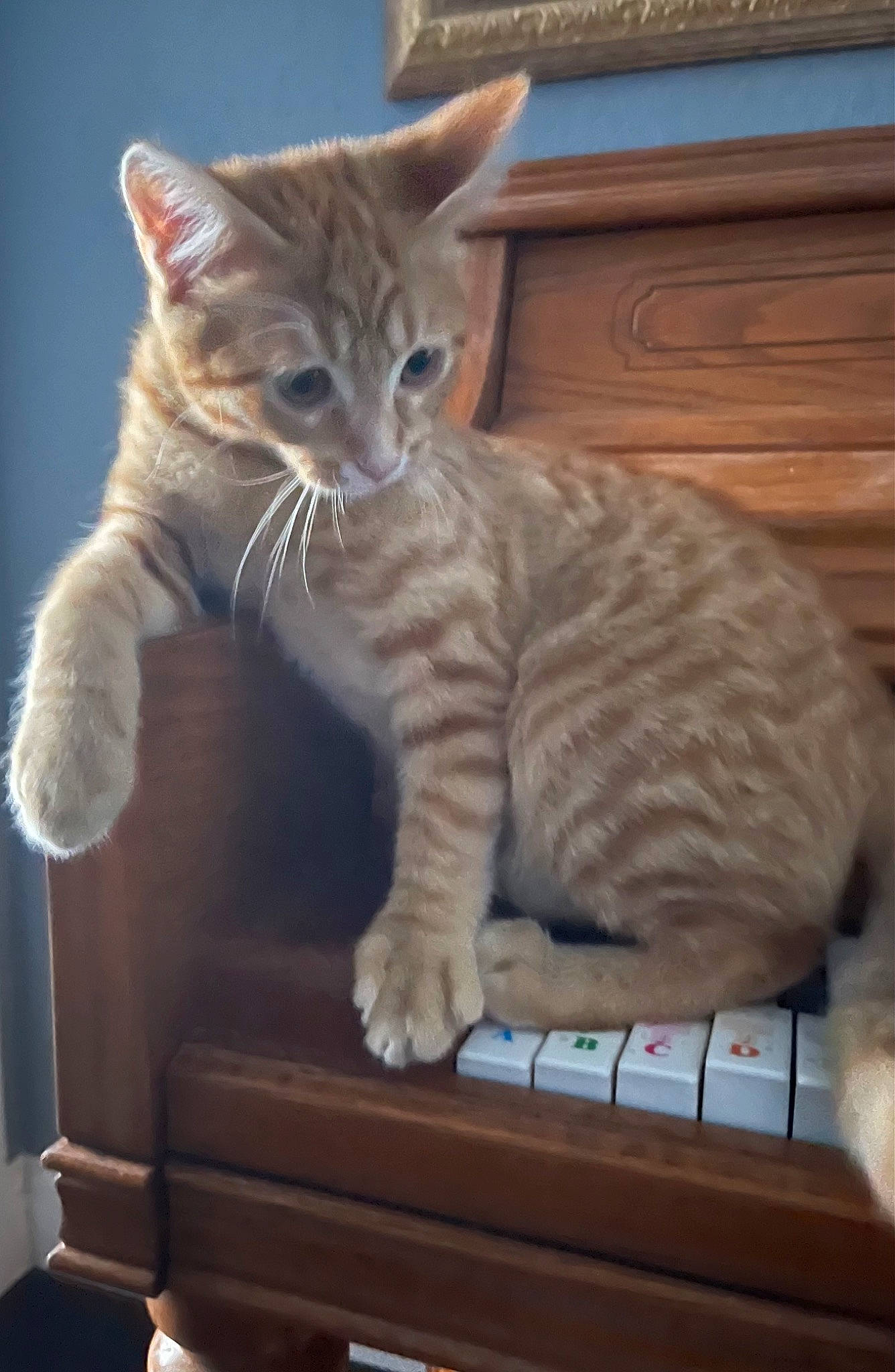 Edward joined the competition — help win amazing prizes! carnivore, cat, claw, comfort, domestic_short_haired_cat, fawn, felidae, fur, hardwood, paw, pet_supply, sitting, small_to_medium_sized_cats, snout, tail, whiskers, wood