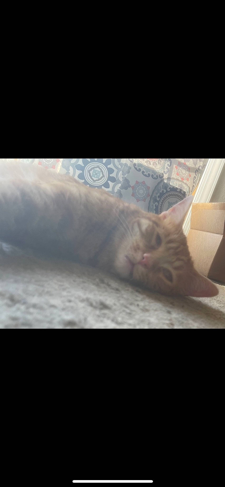 Edward joined the competition — help win amazing prizes! automotive_tire, bed, bedding, carnivore, cat, cloud, comfort, domestic_short_haired_cat, felidae, flooring, fur, grey, linens, meteorological_phenomenon, paw, sky, small_to_medium_sized_cats, tail, whiskers, wood