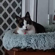 Yzis participe au concours pour gagner de l'argent avec cette photo : cat, fluffy_bed, wooden_table, indoor, resting, furniture, animal, pet, white, brown, black, patterned_wall, door_frame, collar, feline, cozy, fur, domestic, blurred, relaxing