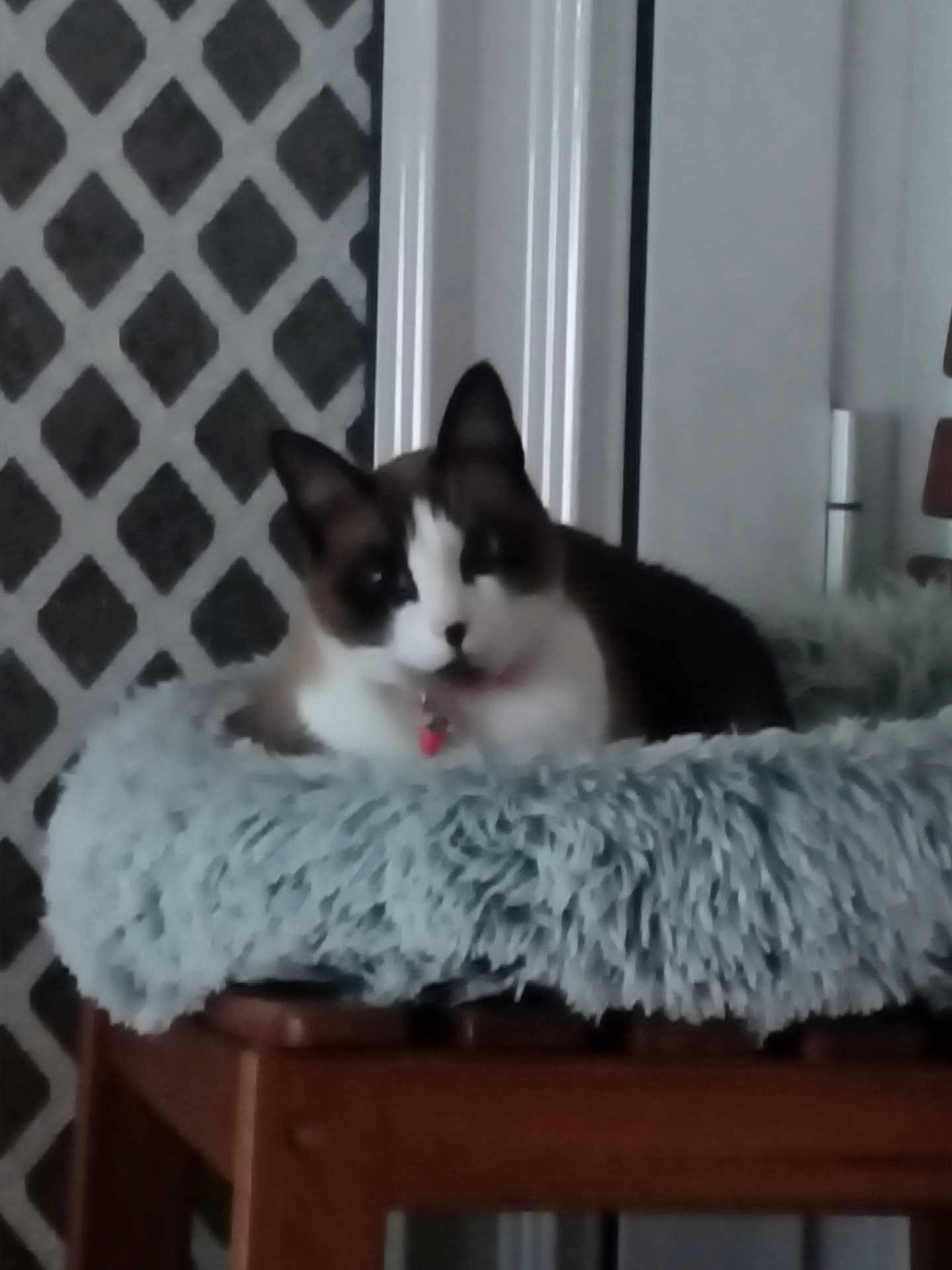 Yzis participe au concours pour gagner de l'argent avec cette photo : cat, fluffy_bed, wooden_table, indoor, resting, furniture, animal, pet, white, brown, black, patterned_wall, door_frame, collar, feline, cozy, fur, domestic, blurred, relaxing