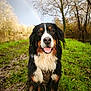 dog, bernese_mountain_dog, mud, grass, rainbow, outdoor, nature, trees, happy, tongue_out, wet_fur, animal, pet, canine, forest, park, daylight, sitting, portrait, playful