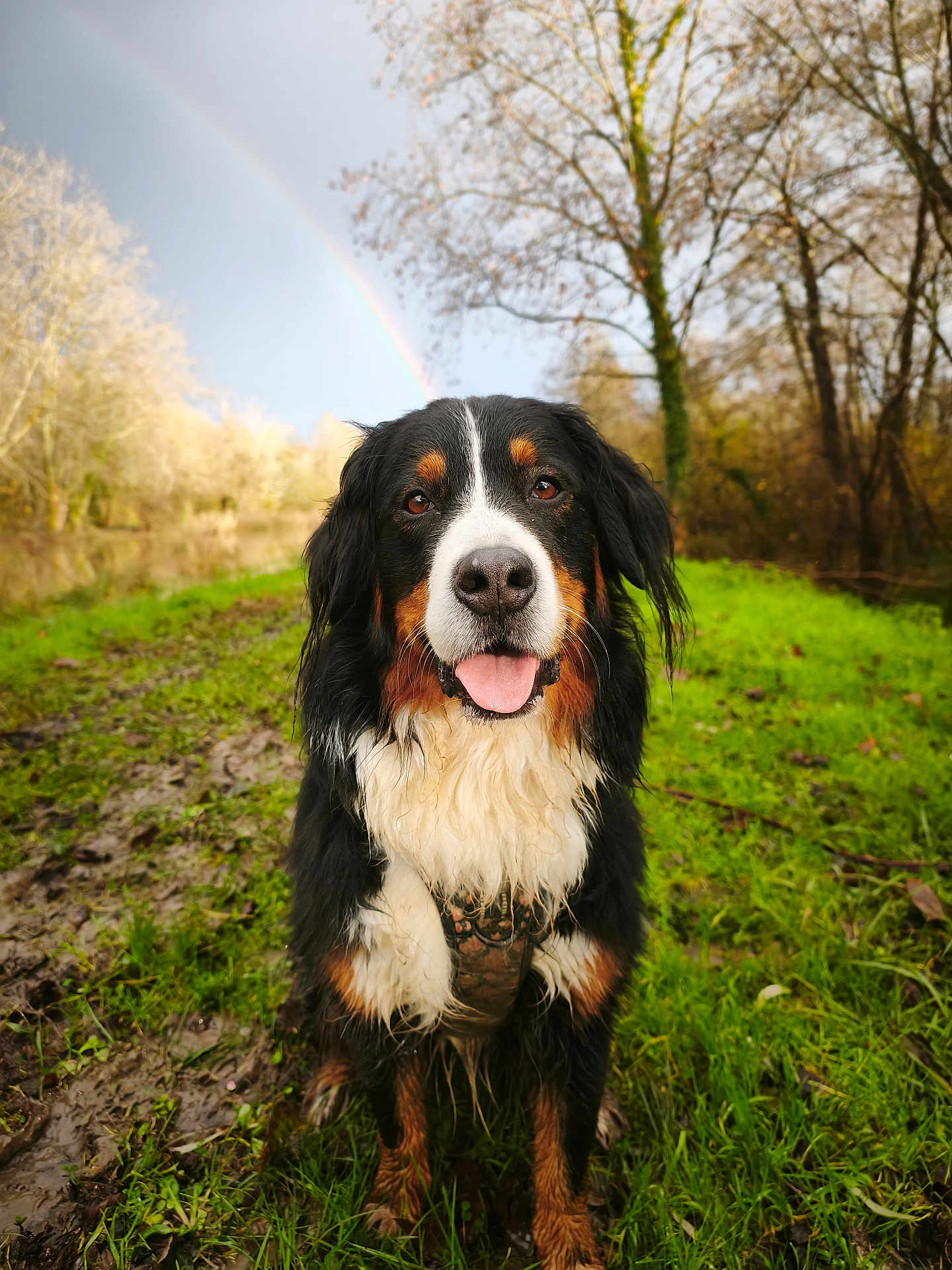 Ruby participe au concours pour gagner de l'argent avec cette photo : dog, bernese_mountain_dog, mud, grass, rainbow, outdoor, nature, trees, happy, tongue_out, wet_fur, animal, pet, canine, forest, park, daylight, sitting, portrait, playful