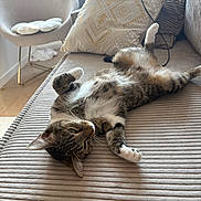 Lysie a rejoint le concours — aidez-le/la à gagner de superbes lots ! cat, tabby_cat, pet, animal, lying_down, belly_up, relaxed, sleepy, playful, paws, tail, whiskers, indoor, living_room, couch, sofa, pillow, chair, home, portrait