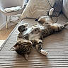 cat, tabby_cat, pet, animal, lying_down, belly_up, relaxed, sleepy, playful, paws, tail, whiskers, indoor, living_room, couch, sofa, pillow, chair, home, portrait