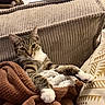 Lysie participe au concours pour gagner de l'argent avec cette photo : cat, tabby_cat, pet, animal, feline, lounging, relaxed, blanket, couch, pillow, paw, white_paws, whiskers, ears, indoor, home, cozy, plush_toy, portrait, funny