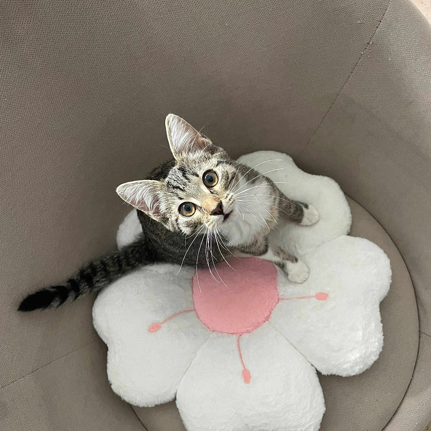Lysie a rejoint le concours — aidez-le/la à gagner de superbes lots ! cat, kitten, tabby, pet, animal, sitting, lying_down, cushion, flower_cushion, chair, indoor, home, furniture, whiskers, ears, tail, striped_fur, blue_eyes, cute, portrait