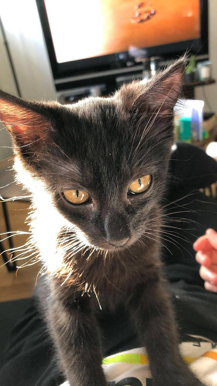 Stitch a rejoint le concours — aidez-le/la à gagner de superbes lots ! asian, black_cat, carnivore, cat, domestic_short_haired_cat, european_shorthair, felidae, fur, kitten, mammal, small_to_medium_sized_cats, snout, whiskers