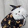 cat, white_cat, fluffy, costume, witch_hat, halloween, black_clothing, gold_pattern, pet, animal, indoor, wooden_floor, cute, portrait, looking_up, whiskers, feline, dress_up, adorable, sitting