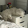 cat, white_cat, sleeping, bedside_table, bedroom, lamp, drawer, fluffy, pet, indoor, cozy, resting, furniture, blanket, floral_pattern, paw, relaxed, cute, domestic_animal, household