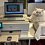cat, white_cat, fluffy, laptop, printer, table, towel, indoor, technology, electronics, feline, pet, fur, resting, paw, office, device, screen, keyboard, home
