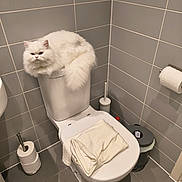 Mili is registered to the contest to win money with this photo: cat, white_cat, toilet, bathroom, gray_tiles, toilet_paper, trash_bin, folded_cloth, pet, fluffy, domestic_cat, indoor, tile_floor, toilet_brush, resting, fur, clean, home, animal, corner