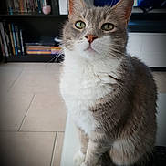 Java participe au concours pour gagner de l'argent avec cette photo : cat, gray_cat, white_cat, indoor, sitting, feline, pet, green_eyes, fur, whiskers, bookshelf, books, television, floor_tiles, domestic_animal, closeup, portrait, curious, house, cozy