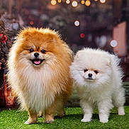 Aiko Et Luna a rejoint le concours — aidez-le/la à gagner de superbes lots ! adorable, animal, bokeh, brown_dog, closeup, companion, cute, dog, fluffy, fur, grass, happy, lighting, outdoor, pet, pomeranian, portrait, standing, two_dogs, white_dog