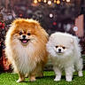 dog, pomeranian, fluffy, cute, pet, animal, grass, outdoor, portrait, two_dogs, brown_dog, white_dog, fur, adorable, happy, standing, closeup, bokeh, lighting, companion