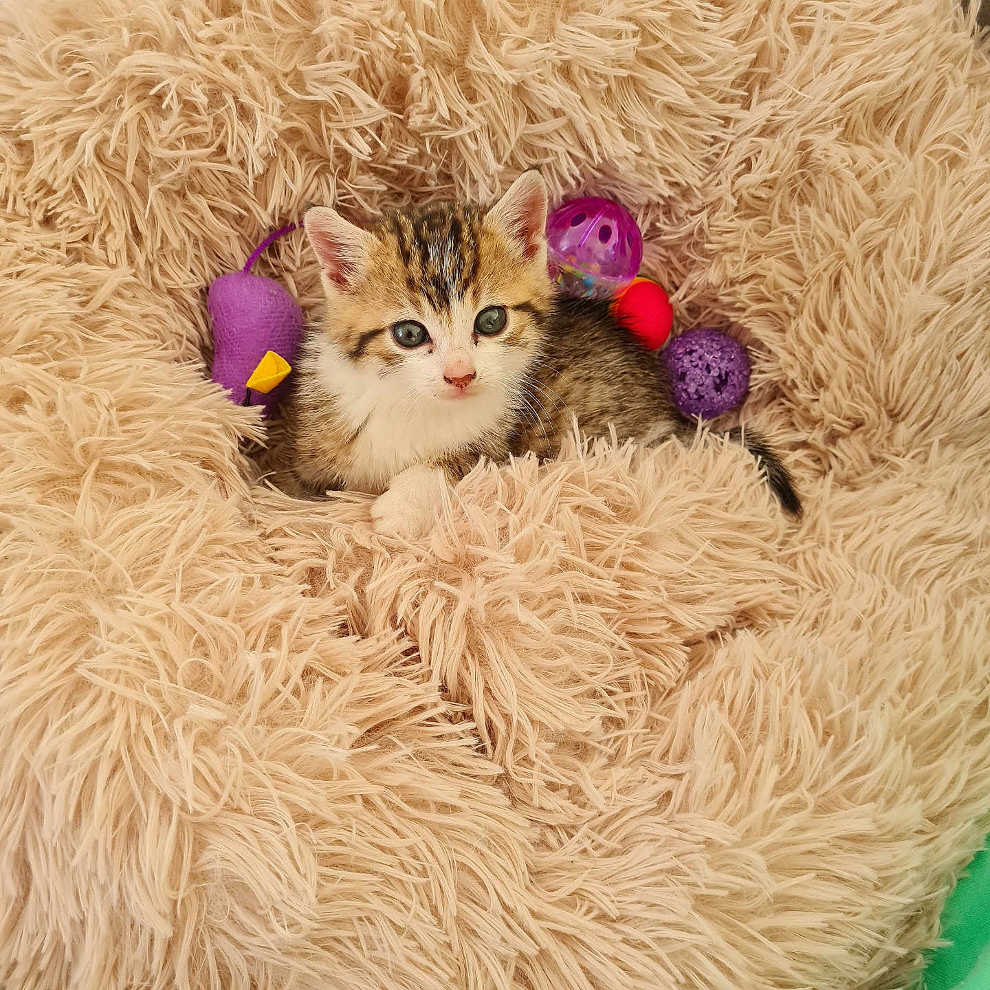 Violette a rejoint le concours — aidez-le/la à gagner de superbes lots ! abyssinian, animal, blanket, canine, cat, clothing, couch, cushion, dog, dogbed, fur, furniture, homedecor, kitten, manx, person, pet, puppy, sleeping