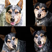 Dr. Penguin joined the competition — help win amazing prizes! dog, australian_cattle_dog, pet, animal, portrait, closeup, canine, fur, ears, eyes, collage, quadrant, expression, smiling, tongue_out, black_background, outdoor, indoor, cute, four_images