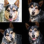 dog, australian_cattle_dog, pet, animal, portrait, closeup, canine, fur, ears, eyes, collage, quadrant, expression, smiling, tongue_out, black_background, outdoor, indoor, cute, four_images