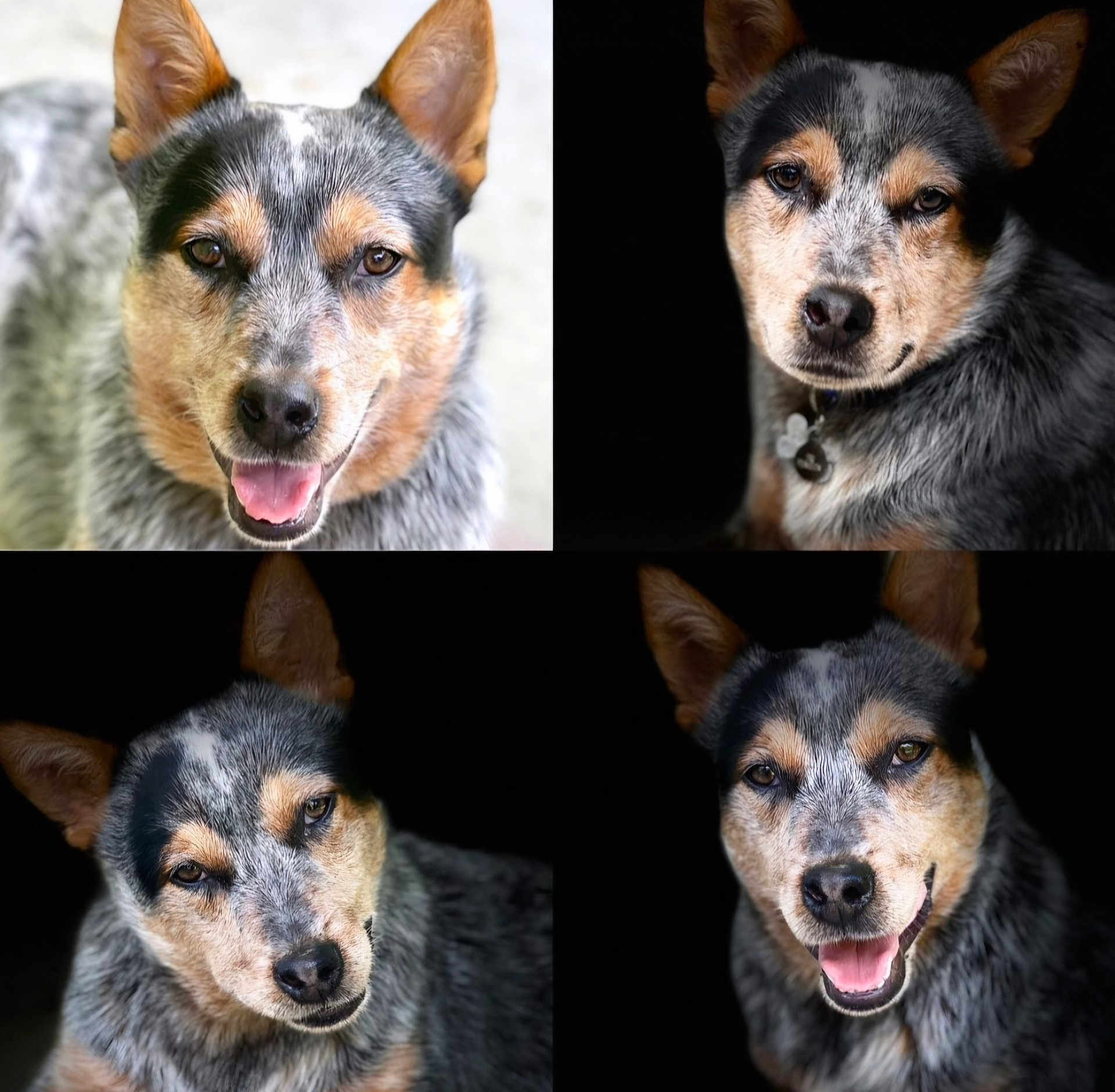 Dr. Penguin joined the competition — help win amazing prizes! dog, australian_cattle_dog, pet, animal, portrait, closeup, canine, fur, ears, eyes, collage, quadrant, expression, smiling, tongue_out, black_background, outdoor, indoor, cute, four_images