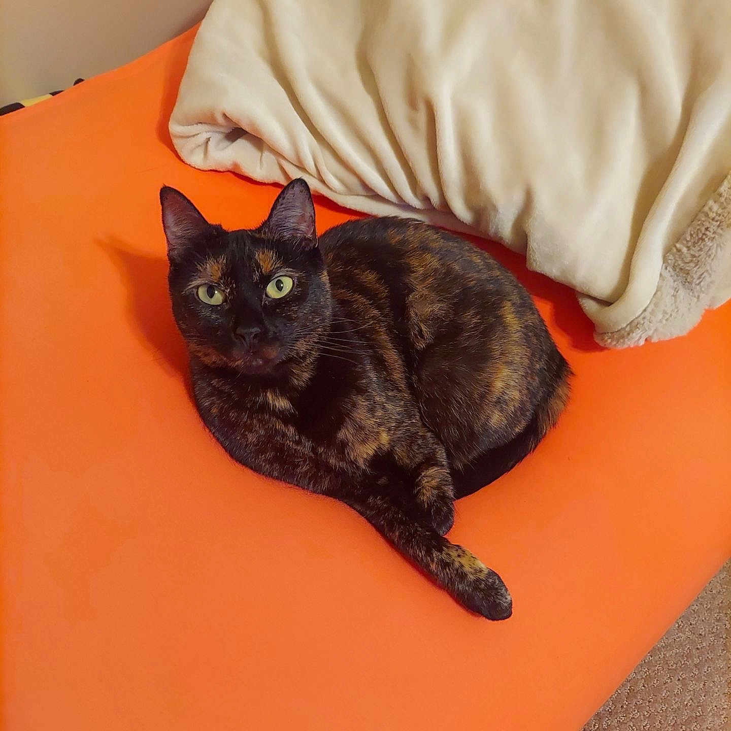 Scrunchie joined the competition — help win amazing prizes! animal, beanbag, bed, bedroom, blackcat, blanket, cat, couch, cushion, furniture, hardwood, homedecor, indoors, kitten, manx, person, pet, room, sleeping, stainedwood