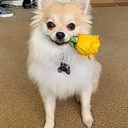 Lilly joined the competition — help win amazing prizes! dog, flower, rose, yellow_rose, pet, indoor, carpet, cute, small_dog, fluffy, animal, canine, sitting, adorable, domestic_animal, fur, mammal, nose, eyes, collar