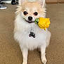 dog, flower, rose, yellow_rose, pet, indoor, carpet, cute, small_dog, fluffy, animal, canine, sitting, adorable, domestic_animal, fur, mammal, nose, eyes, collar