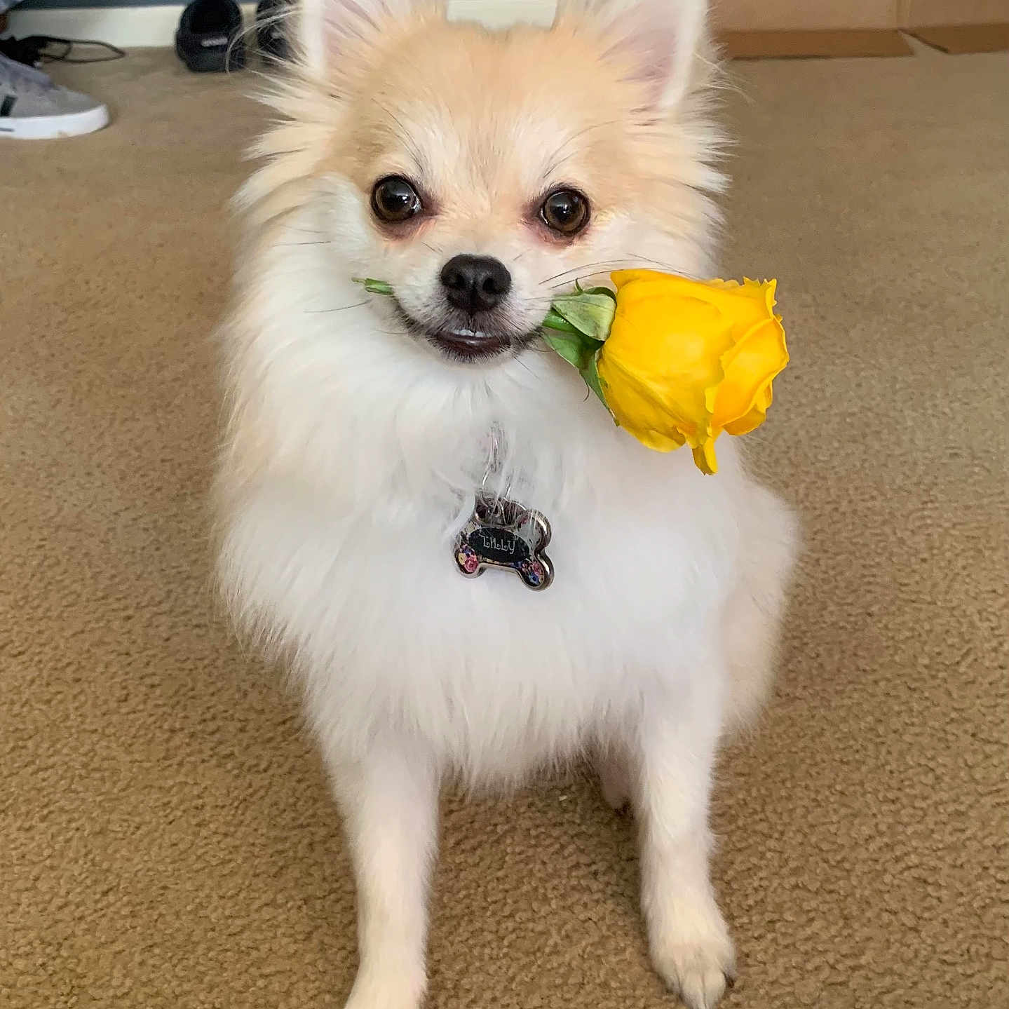 Lilly joined the competition — help win amazing prizes! adorable, animal, canine, carpet, collar, cute, dog, domestic_animal, eyes, flower, fluffy, fur, indoor, mammal, nose, pet, rose, sitting, small_dog, yellow_rose