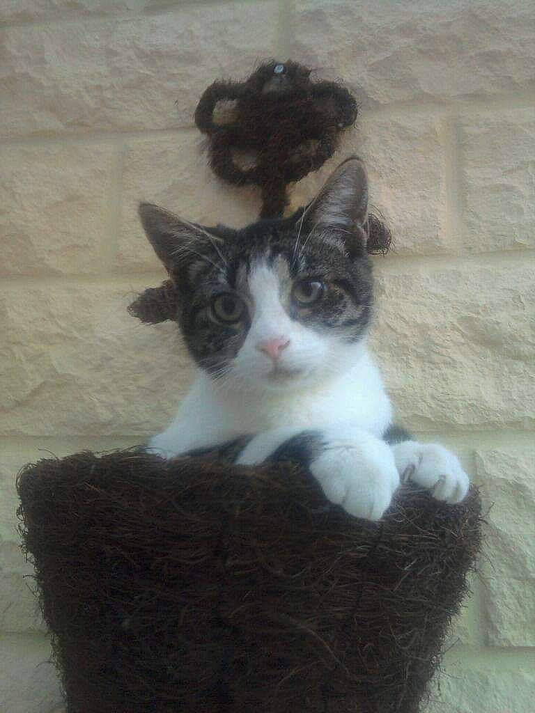 Chery participe au concours pour gagner de l'argent avec cette photo : carnivore, cat, comfort, domestic_short_haired_cat, felidae, flooring, foot, fur, paw, sitting, small_to_medium_sized_cats, snout, tail, whiskers