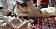 Hades joined the competition — help win amazing prizes! cat, cats, feline, hugging, nuzzling, bed, blanket, plaid, sunlight, window, indoor, cozy, pet, fur, whiskers, cat_tree, red_wall, fan, comfort, affection