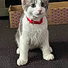 Hades is registered to the contest to win money with this photo: kitten, cat, pet, red_collar, carpet, cardboard_box, indoor, curious, animal, feline, whiskers, ears, paws, young_cat, domestic_cat, cute, sitting, looking, fur, playful