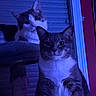 cat, feline, two_cats, indoor, blue_light, cat_tree, pet, animal, whiskers, ears, fur, sitting, portrait, looking_at_camera, household, window, vertical, striped_cat, tabby, domestic_cat