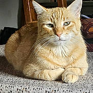 Hope participe au concours pour gagner de l'argent avec cette photo : animal, carpet, cat, chair, close_up, crossed_paws, feline, fluffy, ginger_cat, green_eyes, indoors, living_room, loaf_position, orange_cat, pet, portrait, serious_expression, short_hair, sitting, whiskers