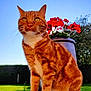 cat, orange_tabby, animal, pet, outdoor, garden, flower_pot, red_flowers, green_grass, blue_sky, sunlight, nature, feline, whiskers, ears, eyes, portrait, fur, closeup, daylight