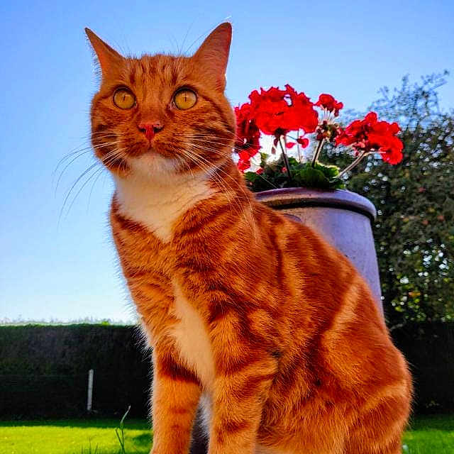 Garfield