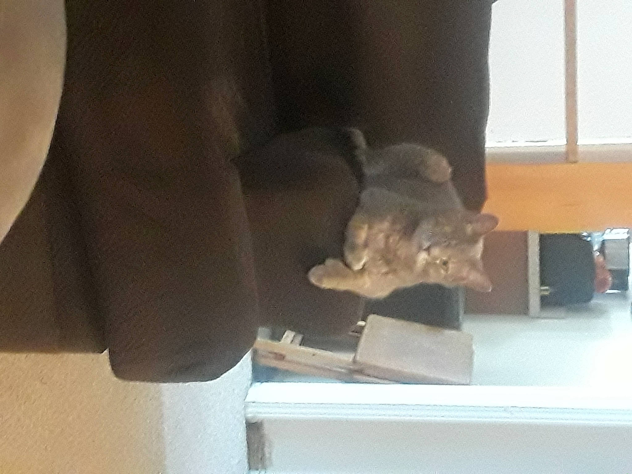 Digit is registered to the contest to win money with this photo: canidae, carnivore, companion_dog, dog_breed, non_sporting_group, small_to_medium_sized_cats, stuffed_toy, toy_dog, transparent_material