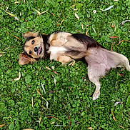 Shanti a rejoint le concours — aidez-le/la à gagner de superbes lots ! dog, grass, greenery, outdoor, pet, playful, tongue_out, small_dog, nature, flower, leaf, cute, fur, lying_down, animal, summer, daylight, closeup, canine, relaxing
