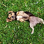 animal, canine, closeup, cute, daylight, dog, flower, fur, grass, greenery, leaf, lying_down, nature, outdoor, pet, playful, relaxing, small_dog, summer, tongue_out